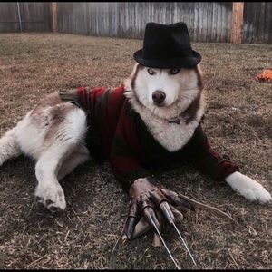 Meet your Posher, Roger